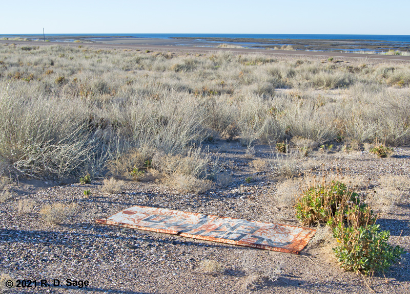 Coastal dune vegetation