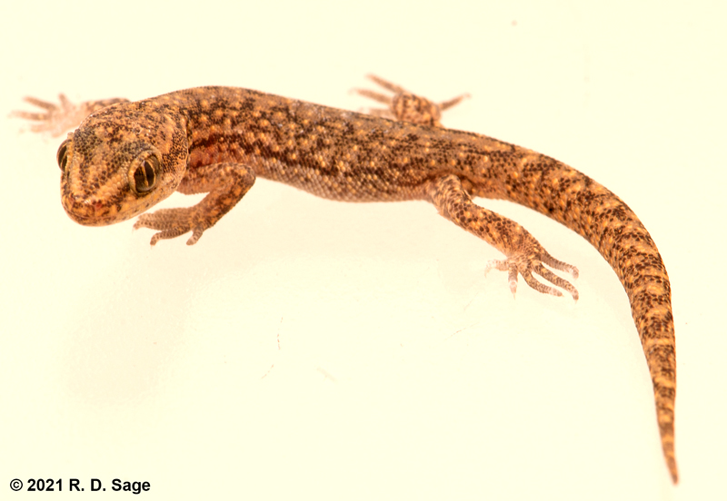Homonota darwinii