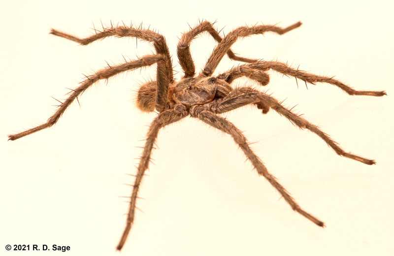 Lycinus sp.