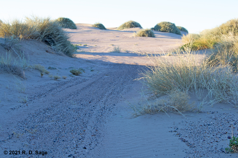 Semistabilized sand dune