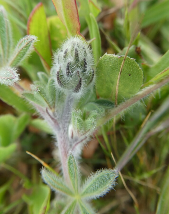 Lupinus littoralis