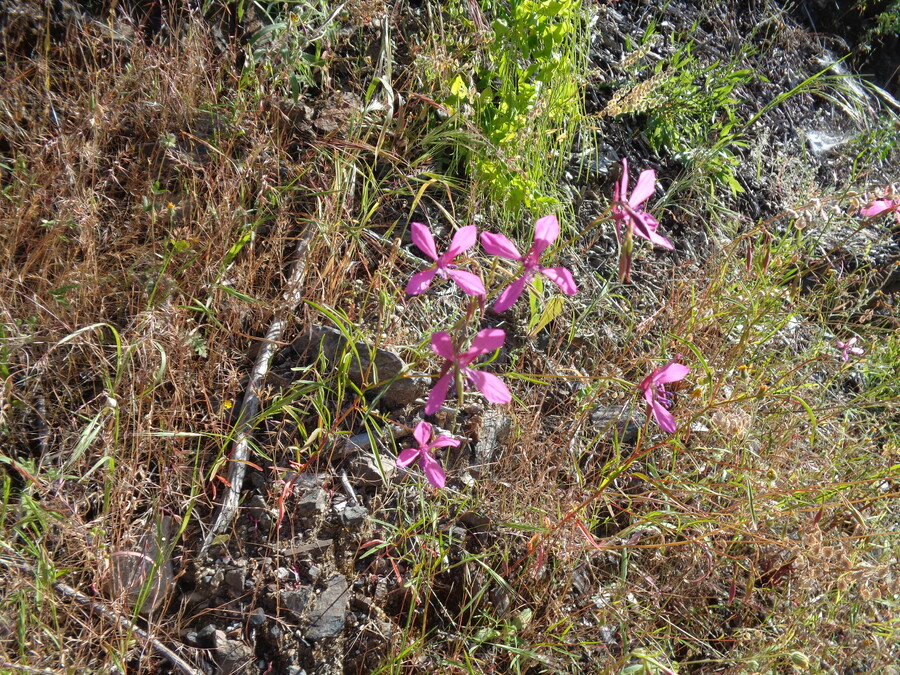 Clarkia lingulata