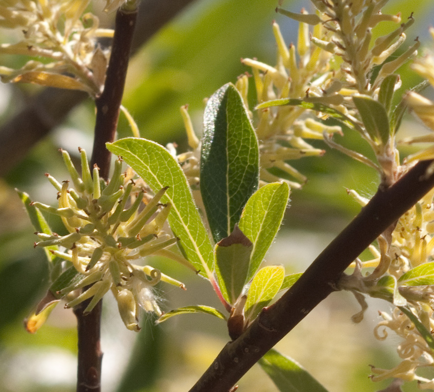 Salix bebbiana
