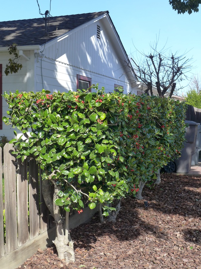 Ilex cornuta