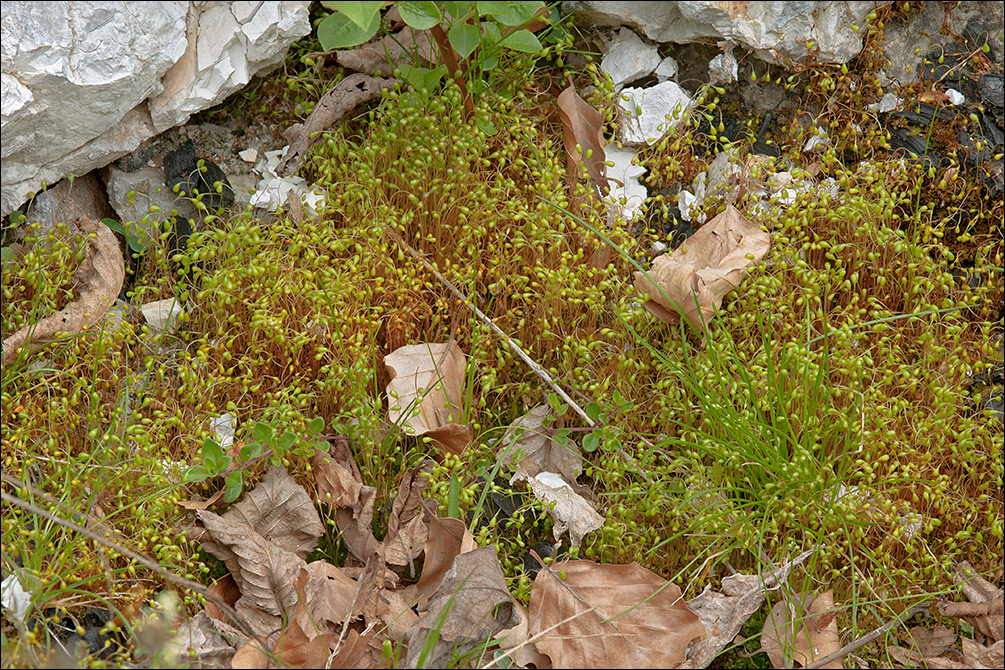 Funaria hygrometrica