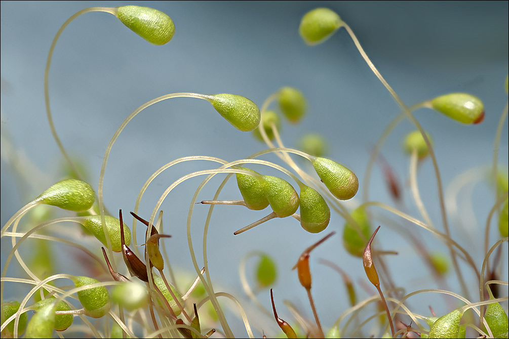 Funaria hygrometrica