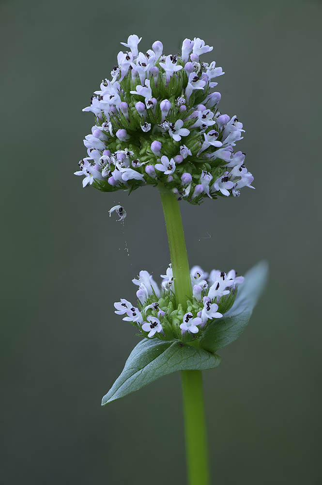 Plectritis sp.