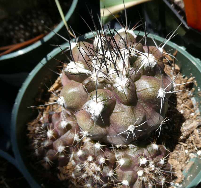 Turbinicarphus lophophoroides