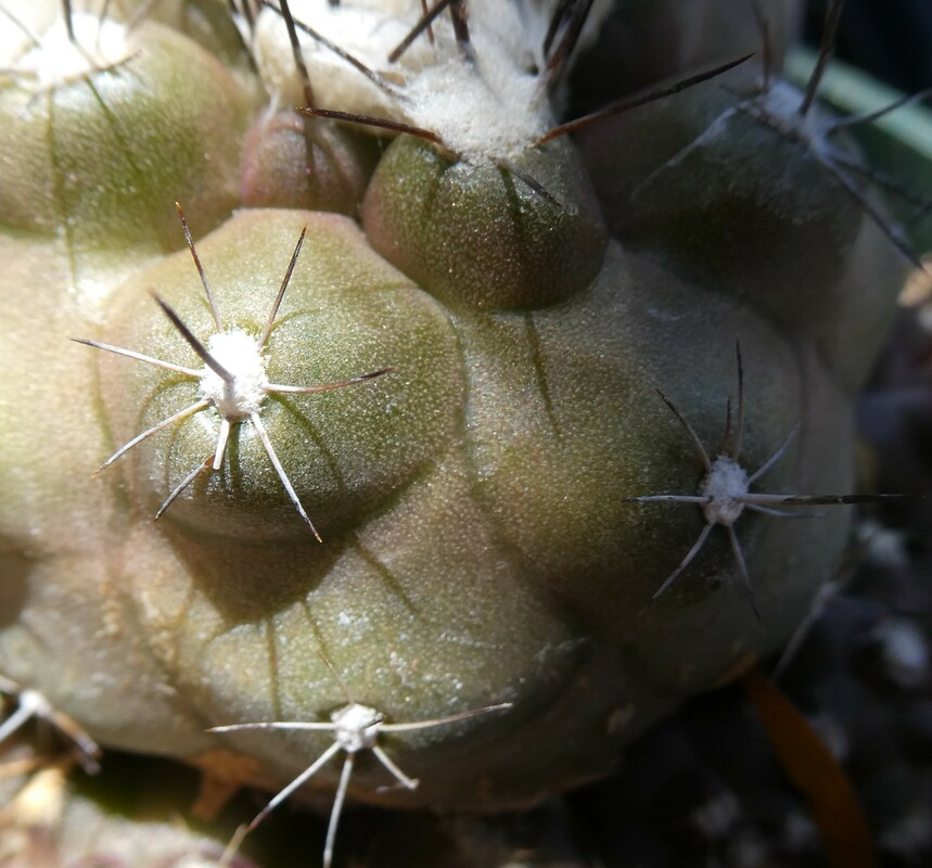 Turbinicarphus lophophoroides