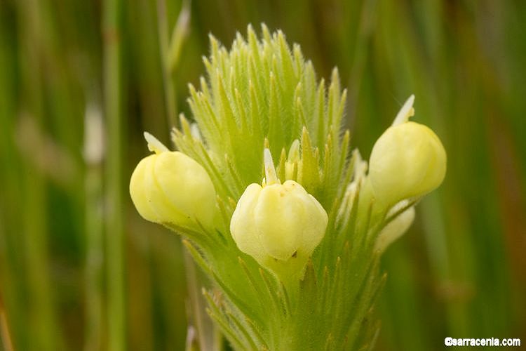 Castilleja rubicundula ssp. lithospermoides