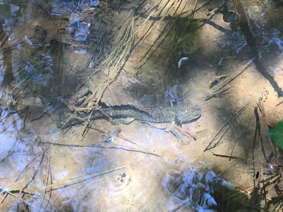 Ambystoma ordinarium Ambystoma ordinarium