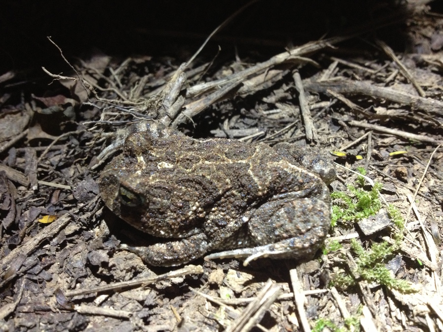 Odontophrynus americanus