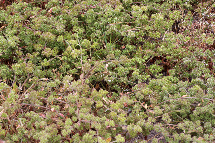 Chorizanthe obovata