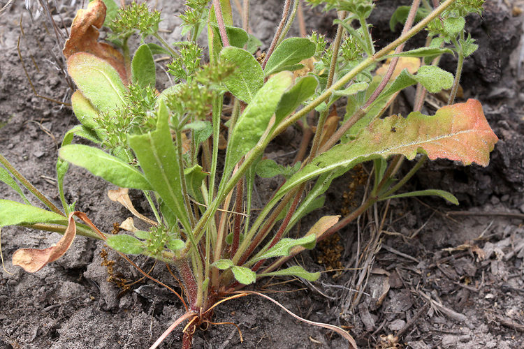 Chorizanthe obovata Chorizanthe obovata
