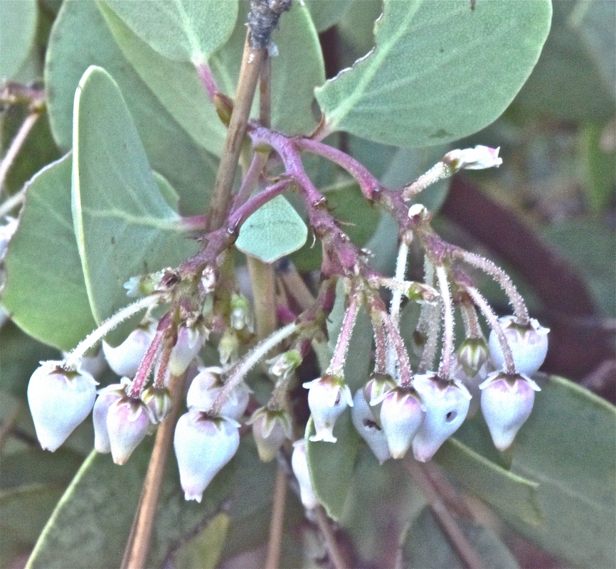 Arctostaphylos viscida ssp. pulchella