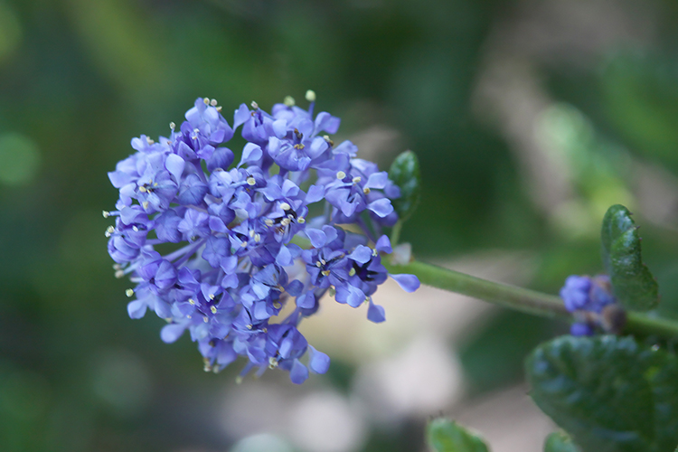 Ceanothus impressus var. nipomensis Ceanothus impressus var. nipomensis