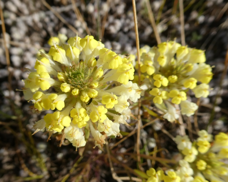 Castilleja campestris ssp. campestris