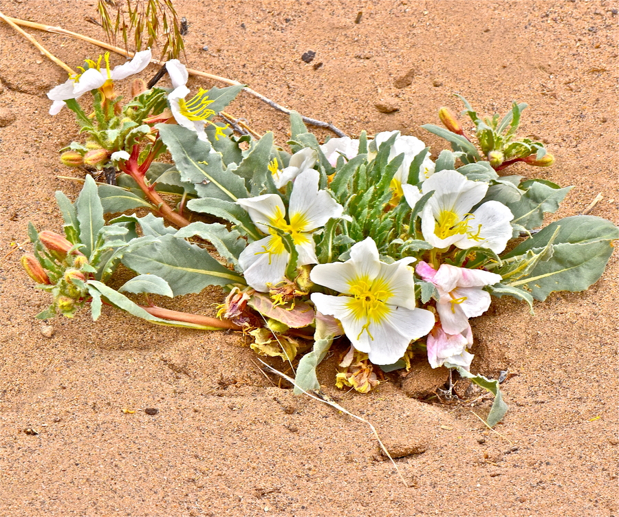 Oenothera deltoides ssp. piperi