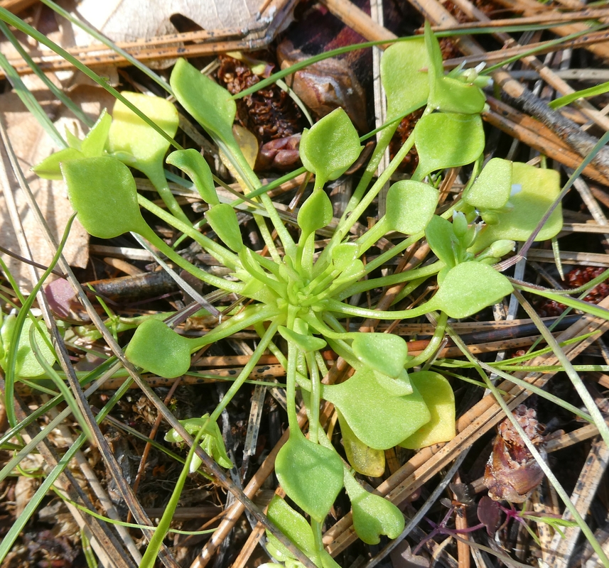 Claytonia washingtoniana