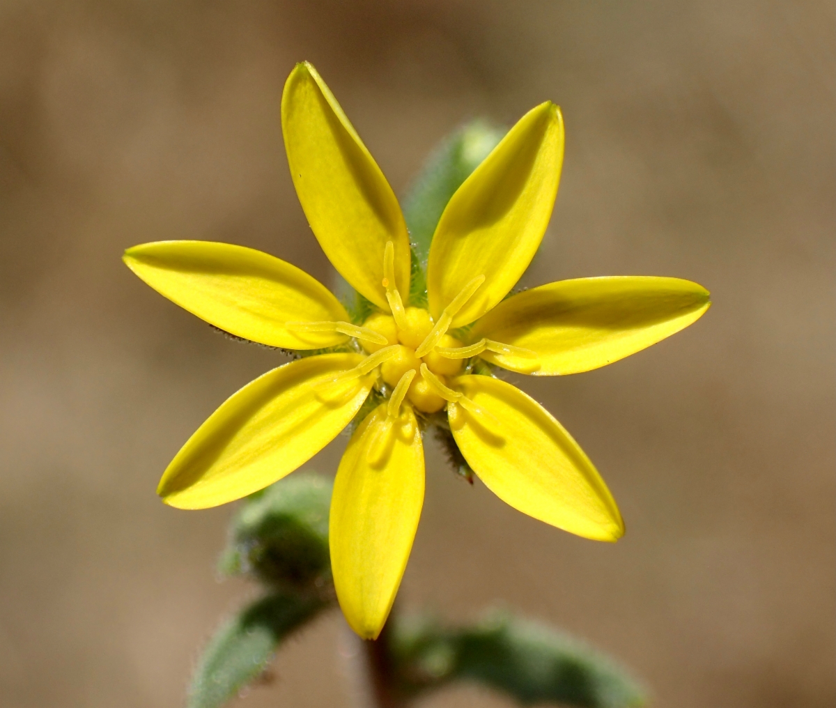 Osteospermum calendulaceum