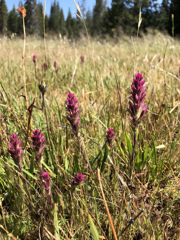 Castilleja lassenensis Castilleja lassenensis