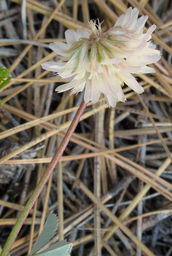 Trifolium lemmonii