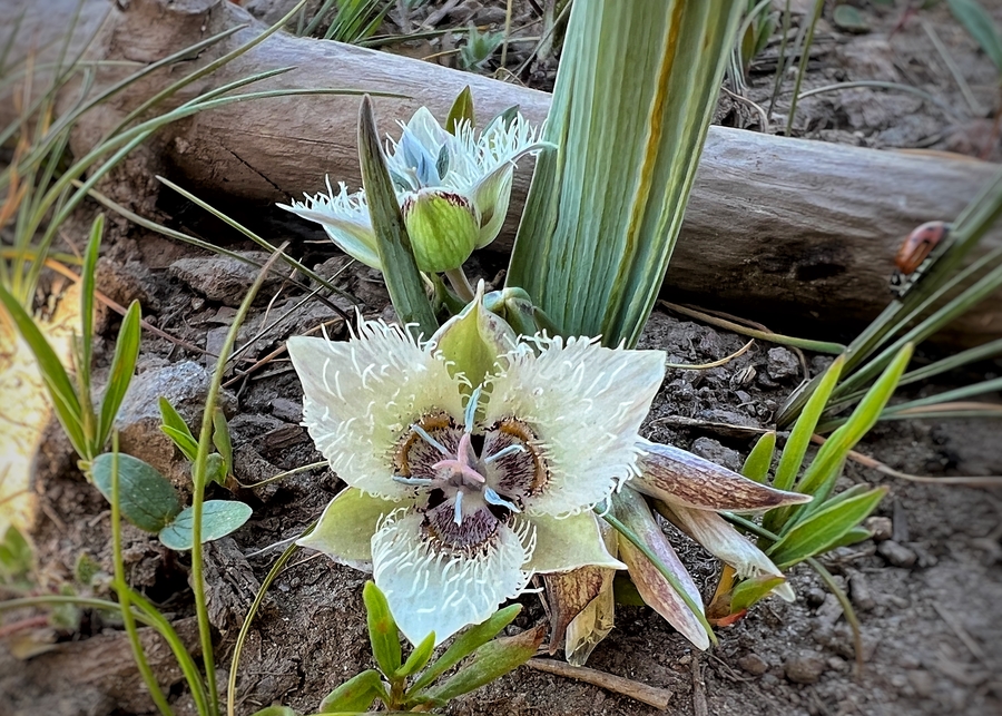 Calochortus westonii