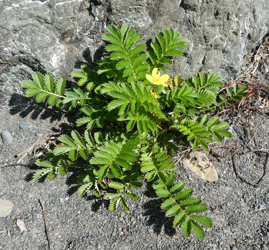 Potentilla anserina