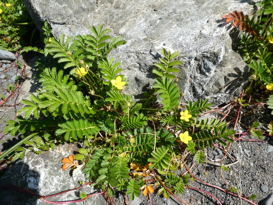 Potentilla anserina