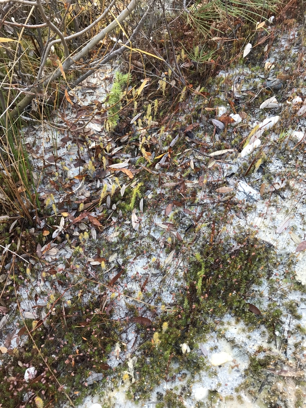 Lycopodiella inundata Lycopodiella inundata