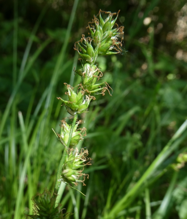 Carex divulsa var. divulsa
