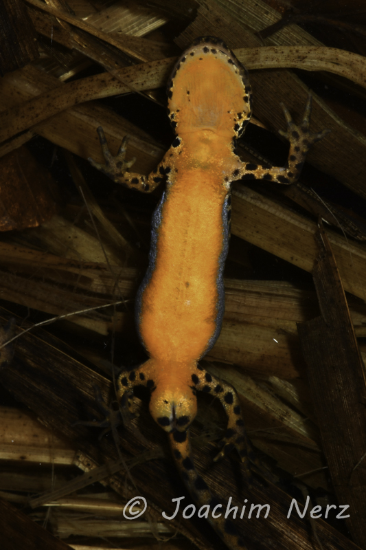 Ichthyosaura alpestris inexpectatus Ichthyosaura alpestris inexpectatus