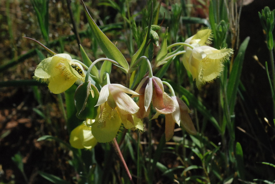 Calochortus albus x monophyllus Calochortus albus x monophyllus