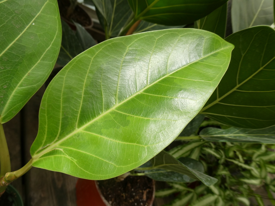 Ficus altissima