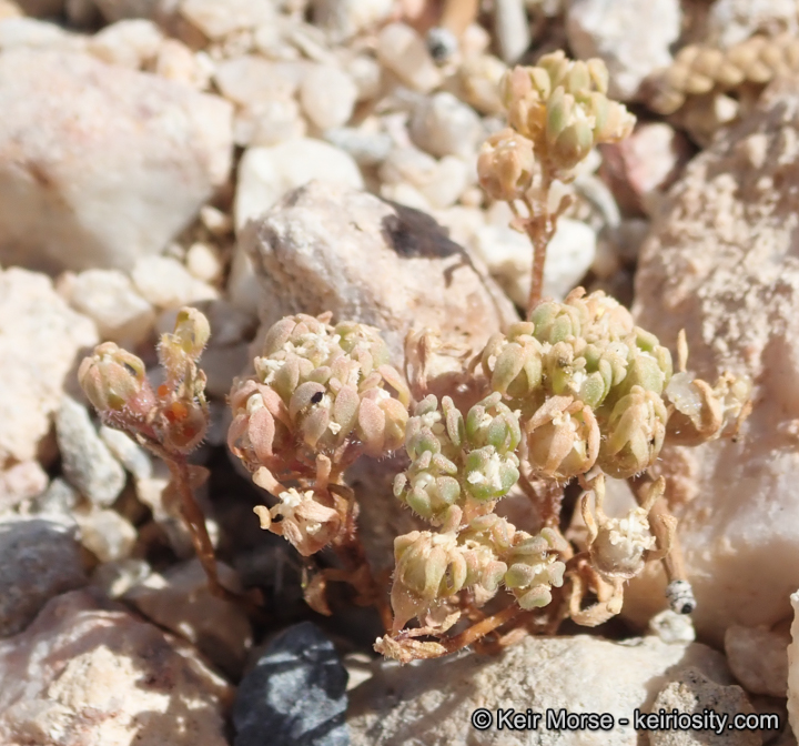 Nemacladus californicus
