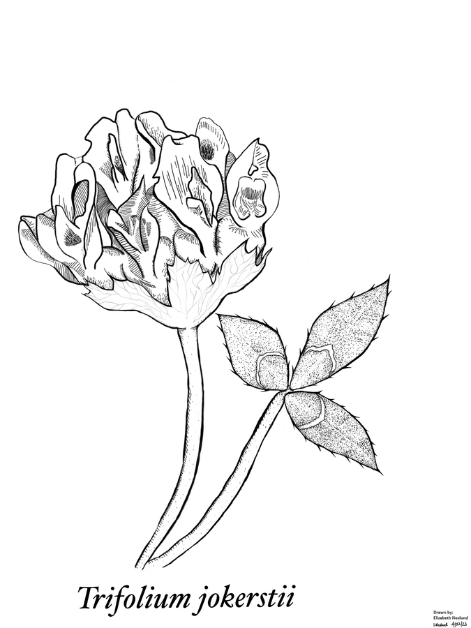 Trifolium jokerstii