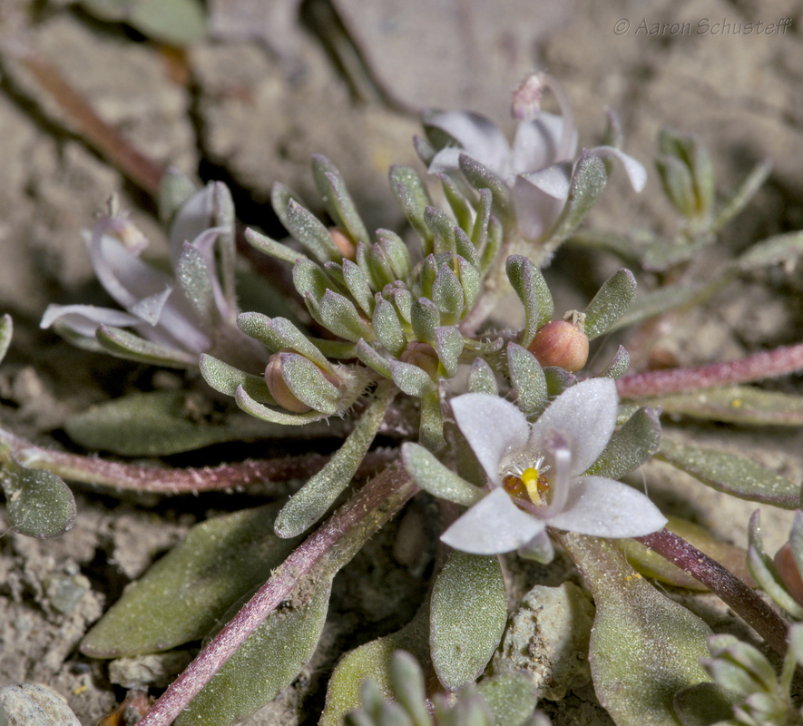 Nemacladus californicus