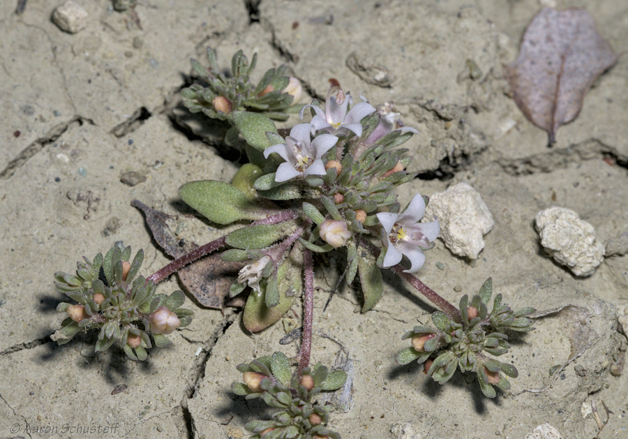 Nemacladus californicus