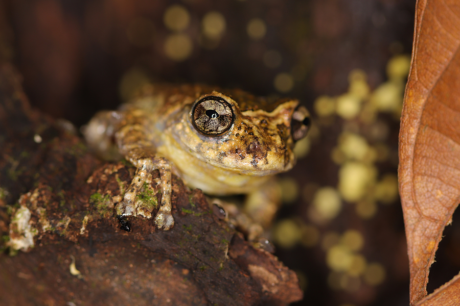 Nasutixalus jerdonii