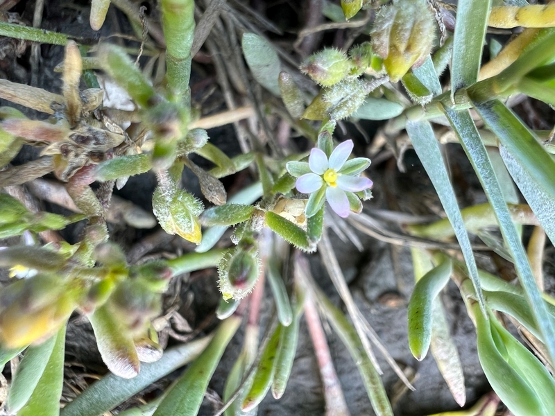 Spergularia canadensis var. occidentalis Spergularia canadensis var. occidentalis