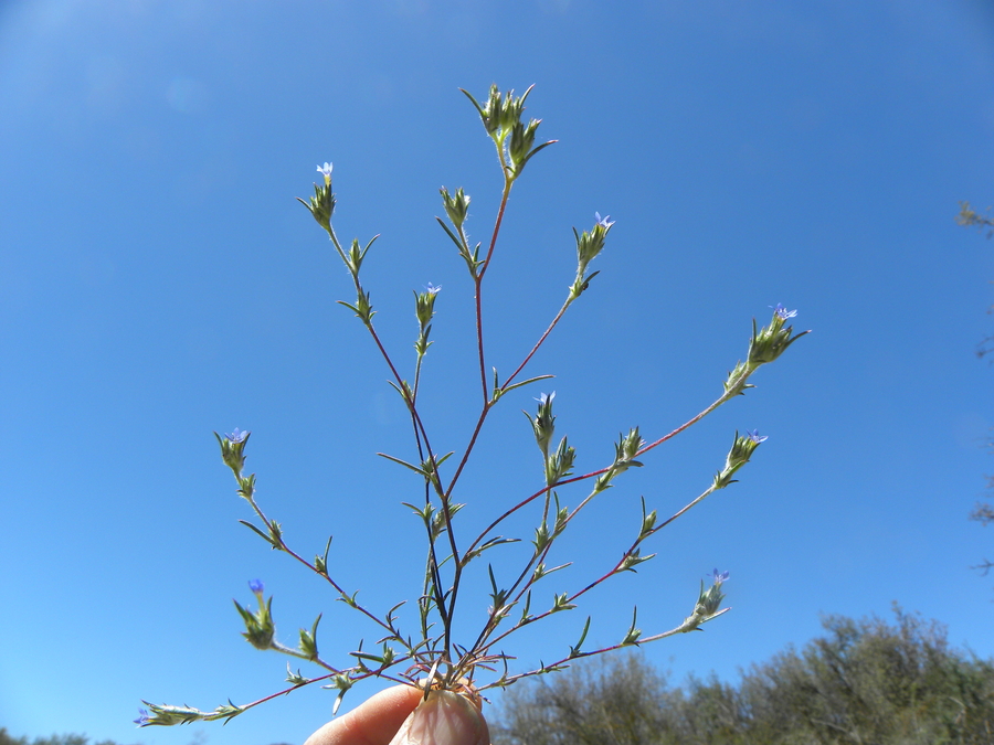 Eriastrum calocyanum Eriastrum calocyanum