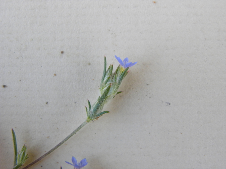 Eriastrum calocyanum Eriastrum calocyanum