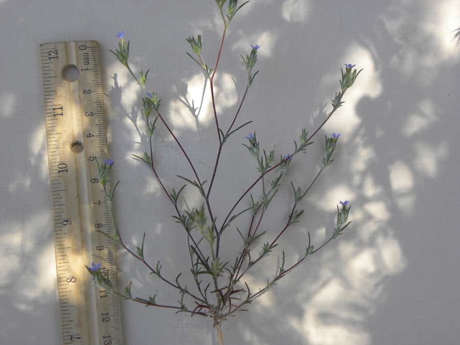 Eriastrum calocyanum Eriastrum calocyanum
