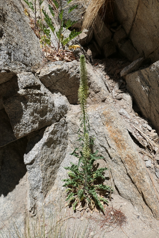 Thelypodium laciniatum