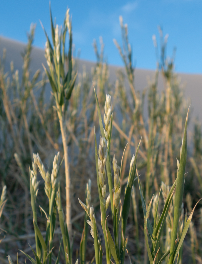 Swallenia alexandrae