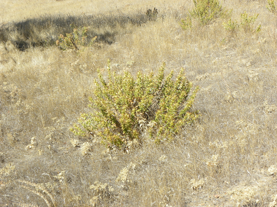 Hazardia stenolepis Hazardia stenolepis