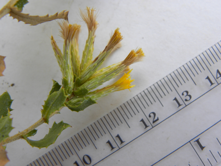 Hazardia stenolepis Hazardia stenolepis