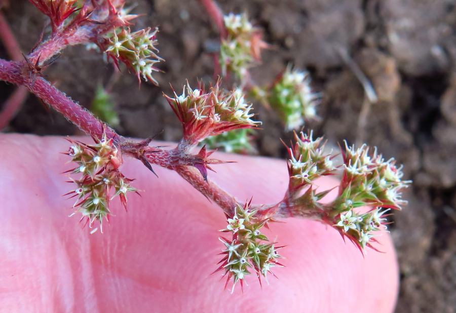 Chorizanthe aphanantha Chorizanthe aphanantha