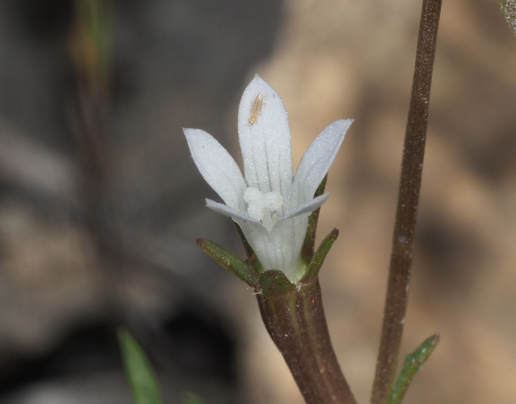 Githopsis diffusa ssp. filicaulis Githopsis diffusa ssp. filicaulis