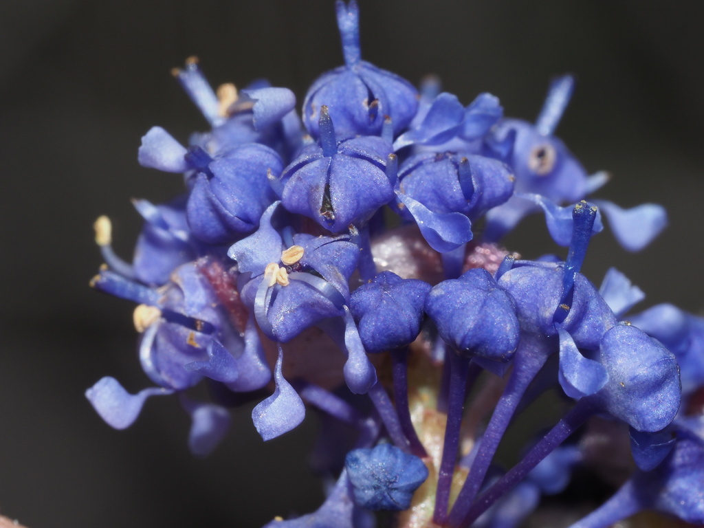 Ceanothus foliosus var. viejasensis Ceanothus foliosus var. viejasensis